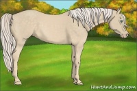 Horse Color:Cremello 