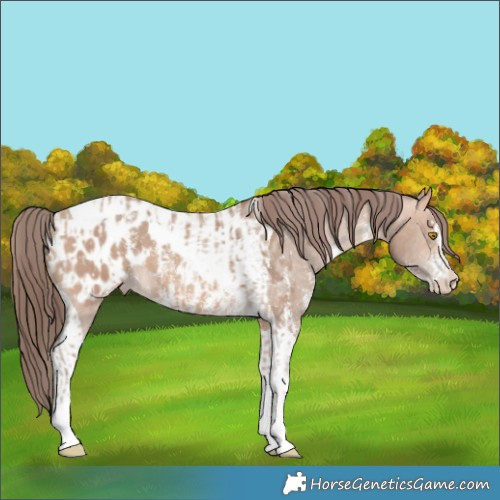 Horse Color:Sable Champagne Sabino Tobiano Appaloosa  and Sable Champagne Sabino Tobiano Appaloosa 