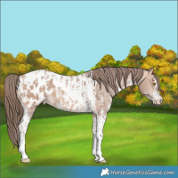 Horse Color:Sable Champagne Sabino Tobiano Appaloosa  and Sable Champagne Sabino Tobiano Appaloosa 