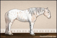 Horse Color:Silver Sable Champagne Tobiano Appaloosa and Sable Champagne Sabino Tobiano Appaloosa