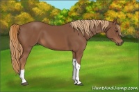 Horse Color:Chestnut Tobiano 
