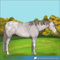Horse Color:Platinum Sable Champagne Sabino Tobiano Appaloosa  and Platinum Sable Champagne Sabino Splash Tobiano Appaloosa 