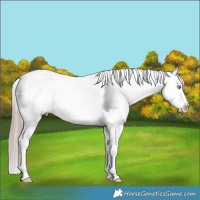 Horse Color:Platinum Sable Champagne Sabino Tobiano Appaloosa and Platinum Sable Champagne Sabino Splash Tobiano Appaloosa