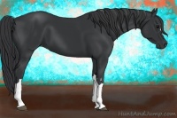 Horse Color:Black and Black
