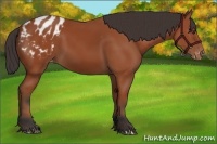 Horse Color:Bay Appaloosa 