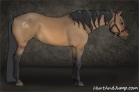 Horse Color:Bay Dun