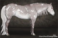 Horse Color:White Spotted Chocolate Silver Grullo Chinchilla Rabicano 