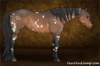 Horse Color:White Spotted Buckskin