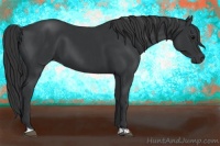 Horse Color:Black and Black