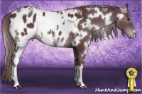 Horse Color:White Spotted Chocolate Black Chinchilla Appaloosa
