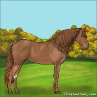 Horse Color:Chestnut  and Chestnut 