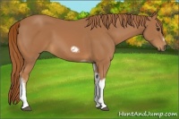 Horse Color:Chestnut Tobiano Frame