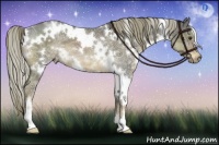 Horse Color:White Spotted Liver Chestnut Ice 
