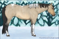 Horse Color:Buckskin Roan Dun Tobiano