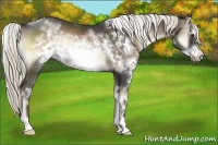 Horse Color:White Spotted Liver Red Onyx Sabino Frame 