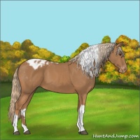 Horse Color:Chestnut Tobiano Appaloosa 