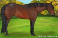 Horse Color:Bay 