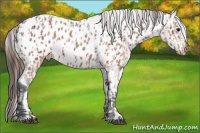 Horse Color:Brown Roan Appaloosa  and Bay Roan Appaloosa 