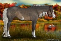 Horse Color:Liver Chestnut Sabino 