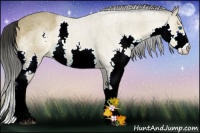 Horse Color:Buckskin Splash