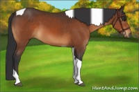Horse Color:Bay Tobiano 