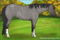 Horse Color:Unknown 