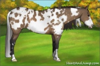 Horse Color:White Spotted Bay Dun Frame Appaloosa 