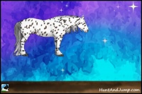 Horse Color:Brown Sabino Appaloosa