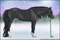 Horse Color:Black Appaloosa 