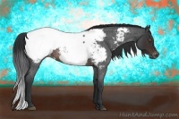 Horse Color:Brown Roan Sabino Appaloosa 
