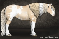 Horse Color:White Spotted Gold Champagne Pearl Sabino Splash Rabicano