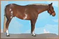 Horse Color:White Spotted Liver Chestnut 