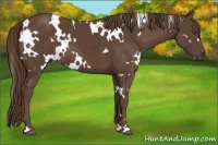 Horse Color:White Spotted Liver Chestnut 