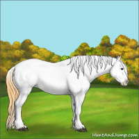 Horse Color:White Spotted Buckskin Appaloosa 