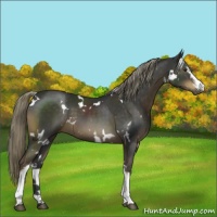 Horse Color:White Spotted Liver Chestnut 
