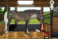 Horse Color:Liver Chestnut Sabino 