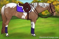 Horse Color:Chestnut Tobiano Appaloosa 