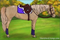 Horse Color:Palomino Appaloosa