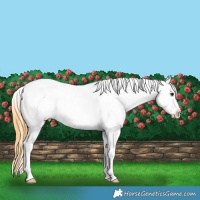 Horse Color:Buckskin Splash Appaloosa 