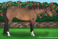 Horse Color:Buckskin 