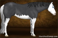 Horse Color:Blue Roan Splash 