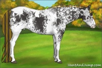 Horse Color:Painted White Spotted Liver Chestnut Ice Tobiano 