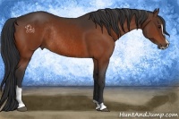 Horse Color:Bay Sabino Rabicano