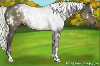 Horse Color:White Spotted Liver Chestnut 