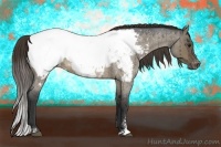 Horse Color:Buckskin Roan Dun Sabino Appaloosa