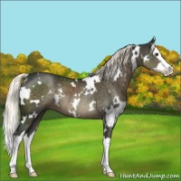 Horse Color:White Spotted Liver Chestnut Sabino Splash Rabicano