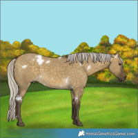 Horse Color:White Spotted Silver Buckskin Dun Rabicano 