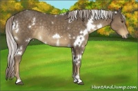 Horse Color:White Spotted Chocolate Palomino Sabino Rabicano