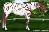 Horse Color:White Spotted Liver Chestnut Blanket Rabicano