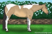 Horse Color:Buckskin Dun Tobiano